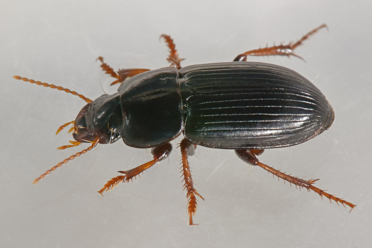 Carabidae: Harpalus pumilus